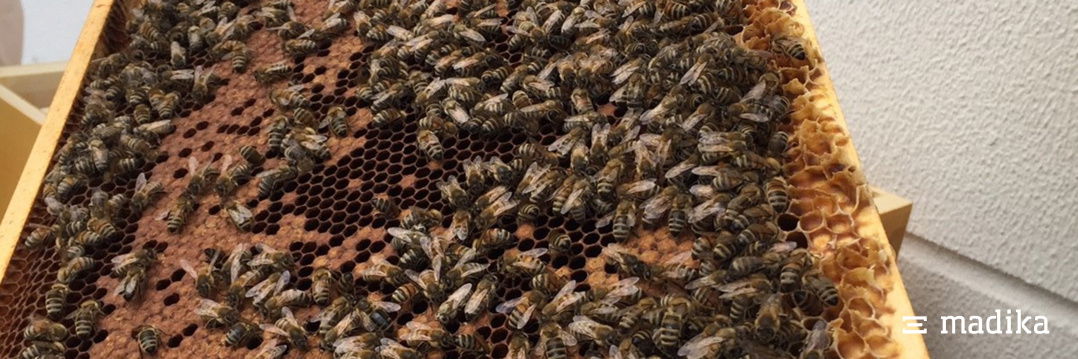 Fleißige Bienen in unserem naturnah angelegten Garten. Bienenstock bei EGGER