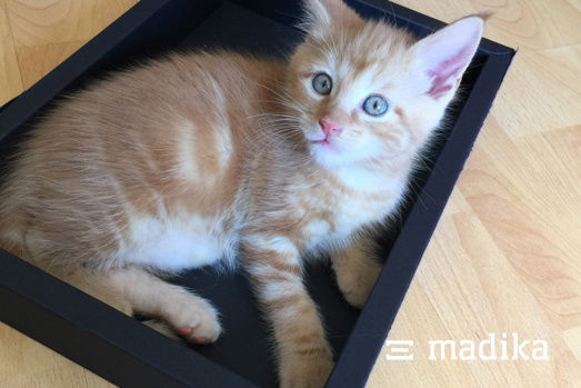 Eine Katze in einer schwarzen Schachtel mit Hohlwand Eine Katze in einer schwarzen Schachtel mit Hohlwand