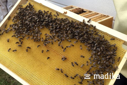 Unser Bienenvolk auf dem Firmengelände Unser Bienenvolk auf dem Firmengelände