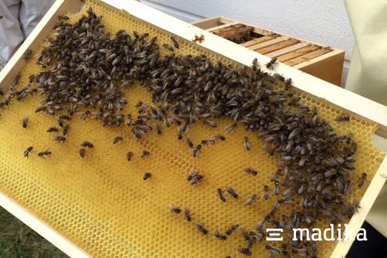 Unsere Bienen im naturnah angelegten Garten. EGGER Bienenwaben