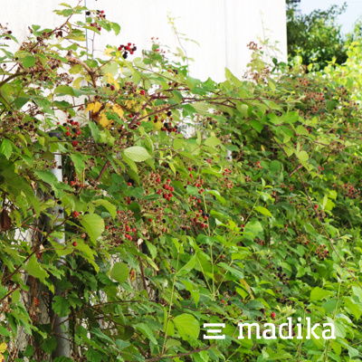 Heimische Beerensträucher bieten den kleinen Tieren und Insekten Unterschlupf und Nahrung. Heimische Berrensträucher im naturnah angelegten Garten von madika