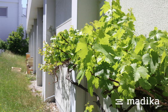 Weinstöcke wachsen an der Außenfassade unserer Druckerei entlang. Eine Außenseite der Faltschachteldruckerei madika mit wachsenden Weinreben