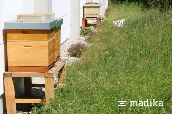 Die Bienen fühlen sich in unserem naturnah angelegten Garten wohl. Bienen im naturnah angelegten Garten der Faltschachteldruckerei madika