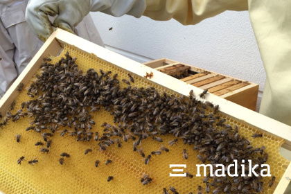 Bienenvolk auf unserem Firmengelände Bienenvolk auf unserem Firmengelände